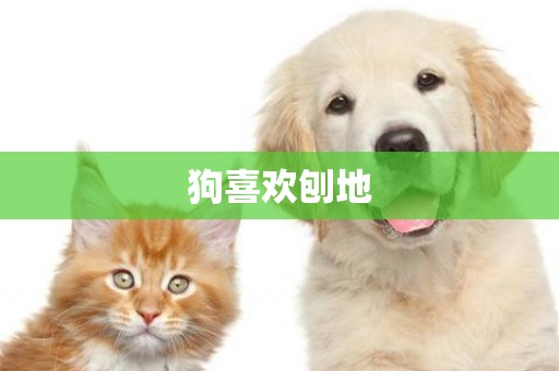 狗喜歡刨地