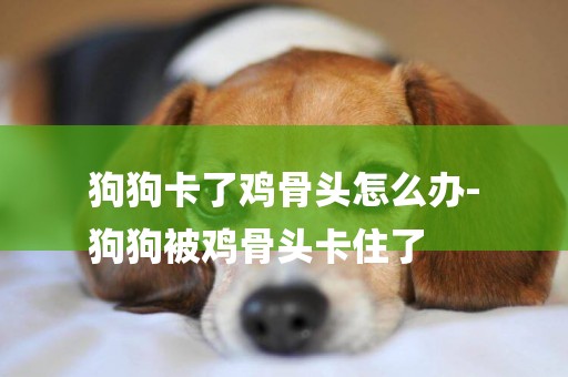 狗狗卡了雞骨頭怎么辦-
狗狗被雞骨頭卡住了