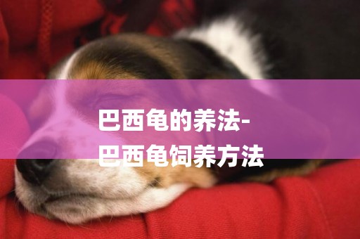 巴西龜的養法-
巴西龜飼養方法