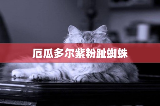 厄瓜多爾紫粉趾蜘蛛