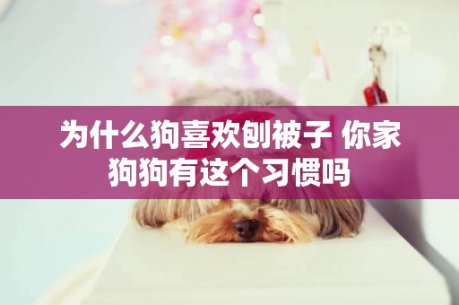 為什么狗喜歡刨被子 你家狗狗有這個習慣嗎