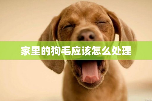 家里的狗毛應該怎么處理