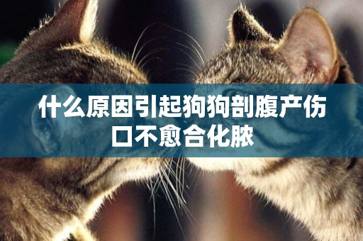 什么原因引起狗狗剖腹產傷口不愈合化膿