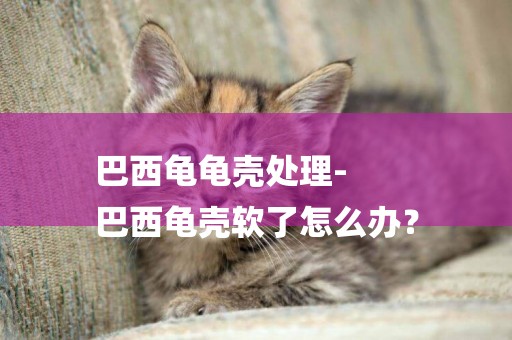 巴西龜龜殼處理-
巴西龜殼軟了怎么辦？