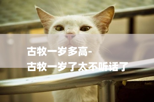 古牧一歲多高-
古牧一歲了太不聽話了