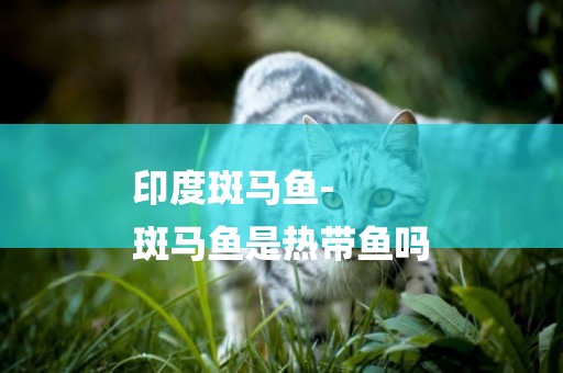 印度斑馬魚-
斑馬魚是熱帶魚嗎