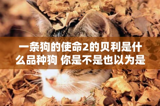 一條狗的使命2的貝利是什么品種狗 你是不是也以為是金毛？
