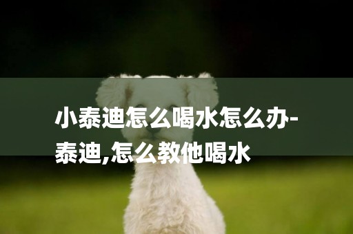 小泰迪怎么喝水怎么辦-
泰迪,怎么教他喝水