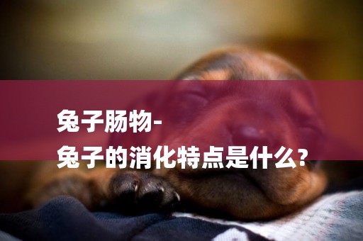 兔子腸物-
兔子的消化特點是什么?