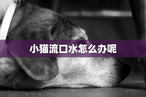 小貓流口水怎么辦呢
