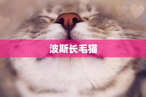 波斯長毛貓