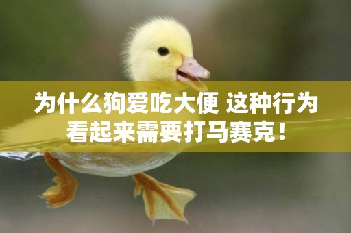 為什么狗愛吃大便 這種行為看起來需要打馬賽克！
