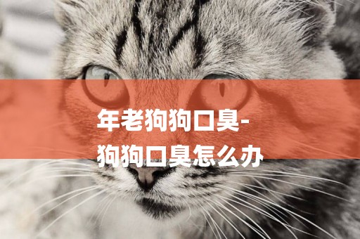 年老狗狗口臭-
狗狗口臭怎么辦