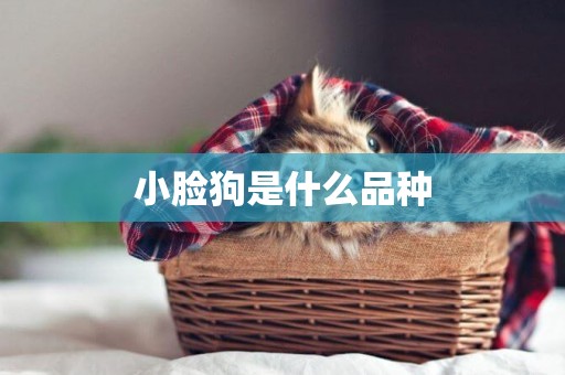 小臉狗是什么品種