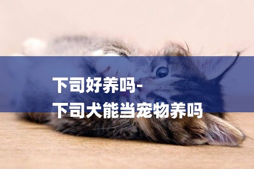 下司好養嗎-
下司犬能當寵物養嗎