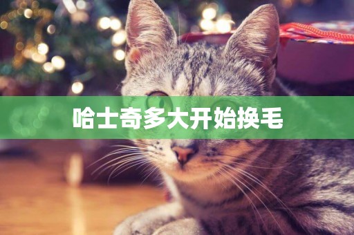 哈士奇多大開始換毛