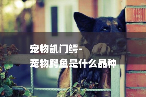 寵物凱門鱷-
寵物鱷魚是什么品種