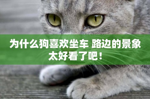 為什么狗喜歡坐車 路邊的景象太好看了吧！