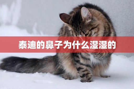 泰迪的鼻子為什么濕濕的
