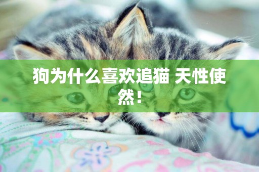 狗為什么喜歡追貓 天性使然！