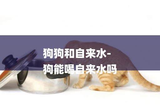 狗狗和自來水-
狗能喝自來水嗎