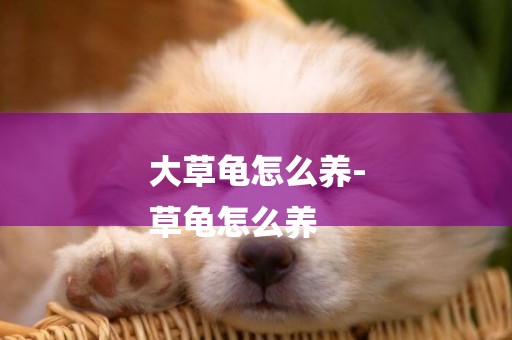 大草龜怎么養-
草龜怎么養