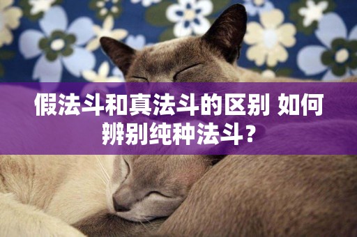 假法斗和真法斗的區別 如何辨別純種法斗？