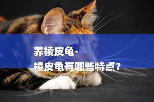 養棱皮龜-
棱皮龜有哪些特點？