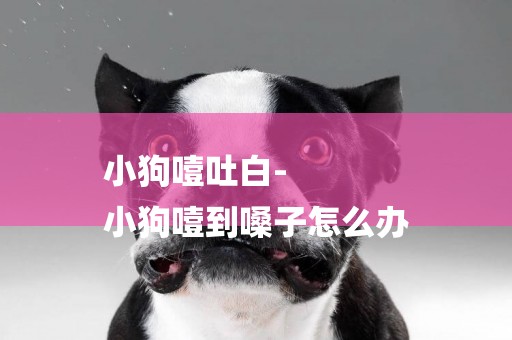小狗噎吐白-
小狗噎到嗓子怎么辦