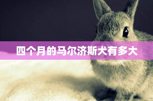 四個月的馬爾濟斯犬有多大