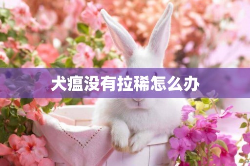 犬瘟沒有拉稀怎么辦