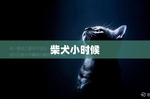 柴犬小時候