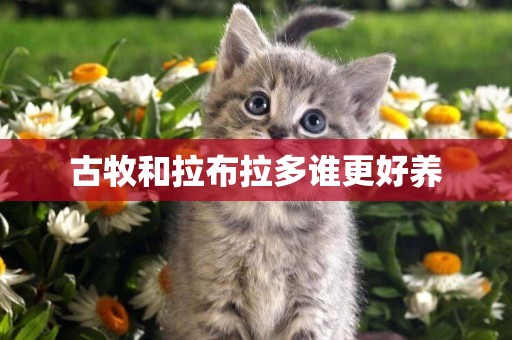 古牧和拉布拉多誰更好養