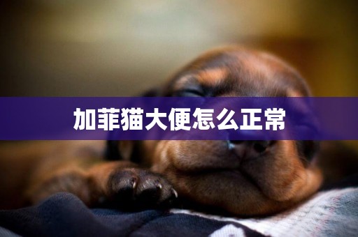 加菲貓大便怎么正常