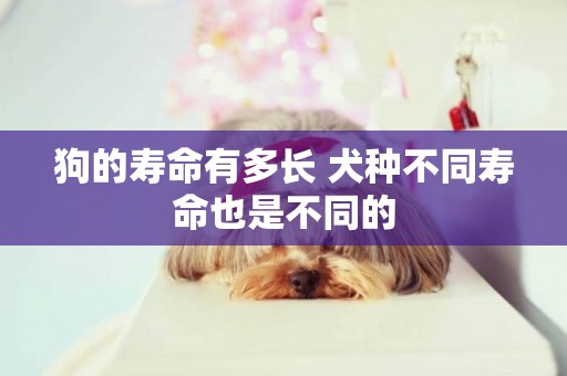 狗的壽命有多長 犬種不同壽命也是不同的
