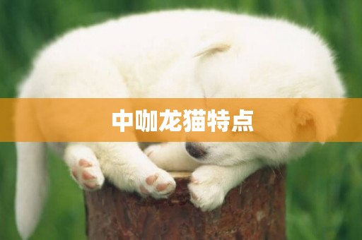 中咖龍貓特點