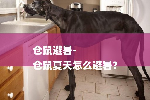 倉鼠避暑-
倉鼠夏天怎么避暑？