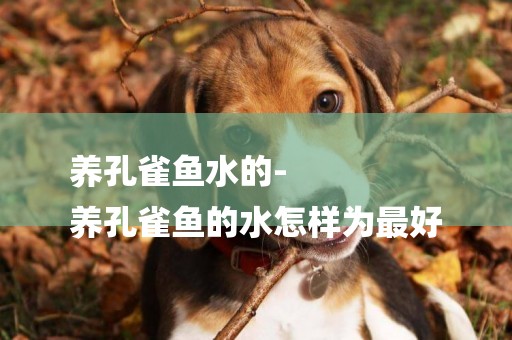 養孔雀魚水的-
養孔雀魚的水怎樣為最好