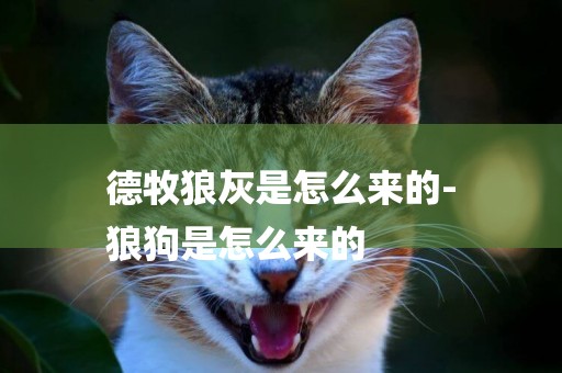 德牧狼灰是怎么來的-
狼狗是怎么來的