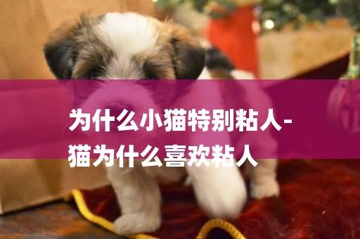 為什么小貓特別粘人-
貓為什么喜歡粘人