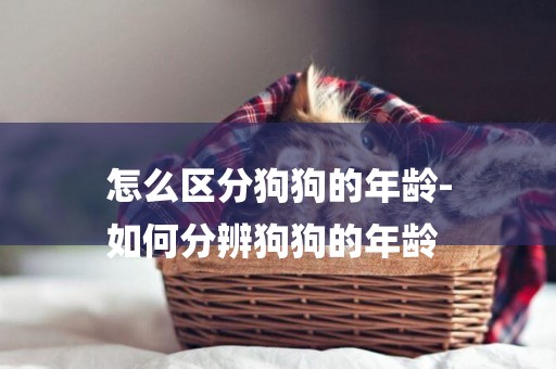 怎么區分狗狗的年齡-
如何分辨狗狗的年齡