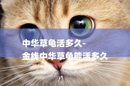 中華草龜活多久-
金線中華草龜能活多久
