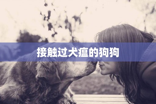 接觸過犬瘟的狗狗