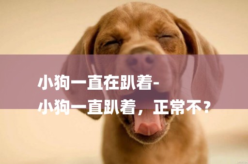 小狗一直在趴著-
小狗一直趴著，正常不？
