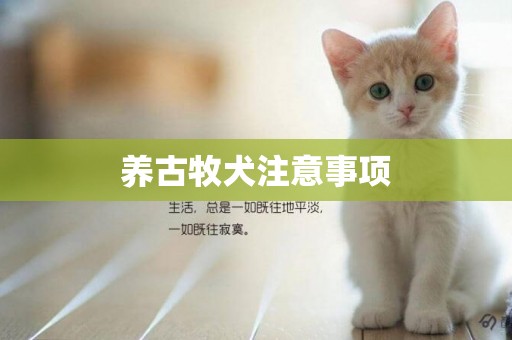 養古牧犬注意事項