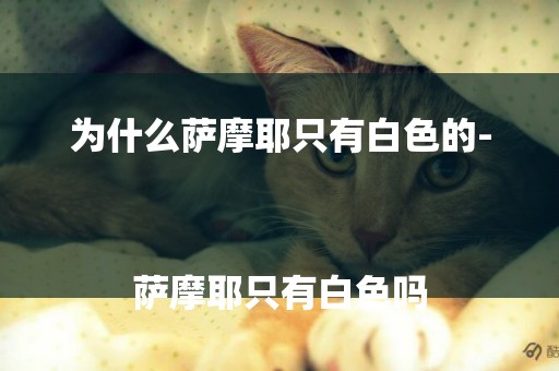 為什么薩摩耶只有白色的-
薩摩耶只有白色嗎
