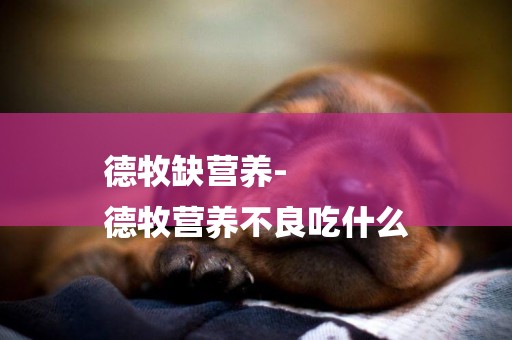 德牧缺營養-
德牧營養不良吃什么