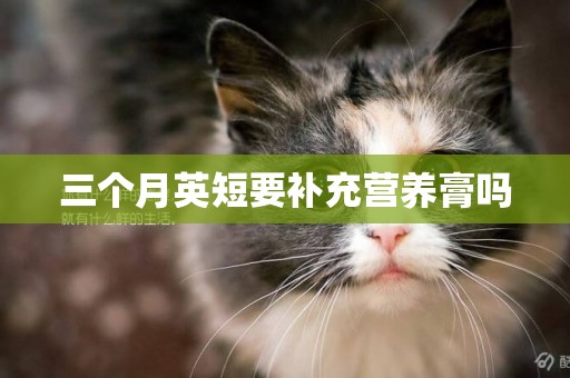 三個月英短要補充營養膏嗎