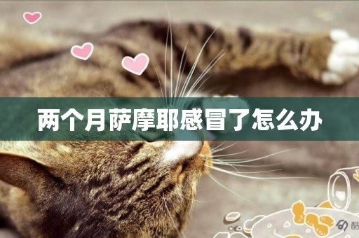 兩個月薩摩耶感冒了怎么辦