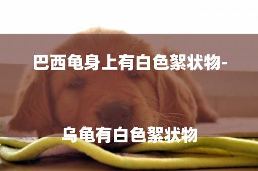 巴西龜身上有白色絮狀物-
烏龜有白色絮狀物